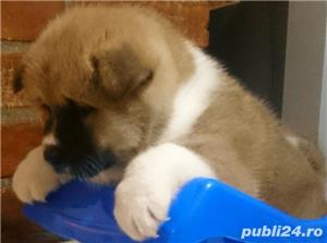 Vand akita inu japonez!! - imagine 9 Vand akita inu japonez!! - imagine 9