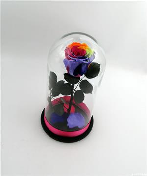 Trandafiri Criogenati BiaRose in cupola mica de sticla 25cm - imagine 6