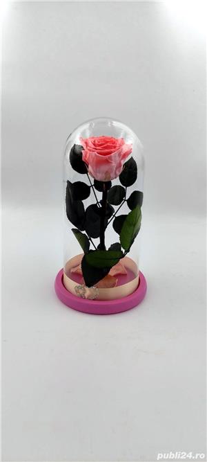 Trandafiri Criogenati BiaRose in cupola mica de sticla 25cm - imagine 9