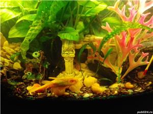 Melci,ancistrusi - imagine 2 Melci,ancistrusi - imagine 2