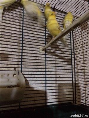 Vand canari  - imagine 7