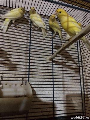 Vand canari  - imagine 8