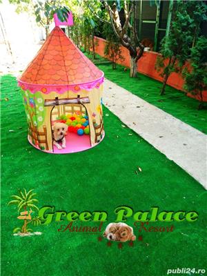 Pensiune Caini și pisici - imagine 9