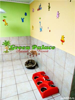 Pensiune Caini și pisici - imagine 8
