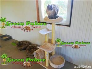 Pensiune Caini și pisici - imagine 7