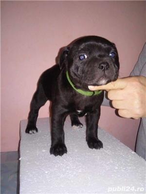 Vand staffordshire bullterrier/bull terrier!! - imagine 2