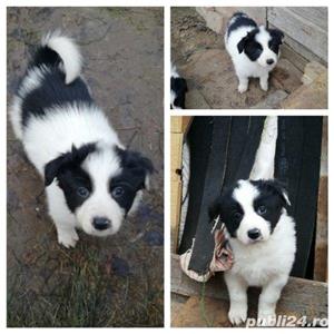 Vand border collie!! - imagine 3