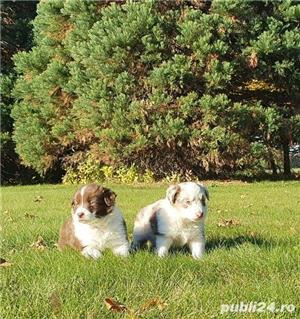 Vand border collie!! - imagine 4