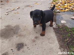 Vand jagd terrier/jagdterrier!! - imagine 3