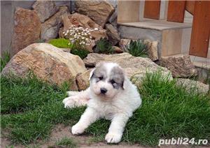 Vand ciobănesc mioritic 