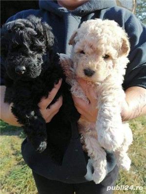 Ciobanesc unguresc puli/puleu pe alb,negru si maro!! - imagine 2 Ciobanesc unguresc puli/puleu pe alb,negru si maro!! - imagine 2