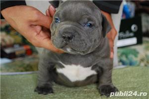 Vand american bully - imagine 2 Vand american bully - imagine 2