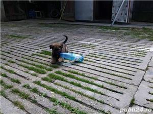 Vand ciobanesc belgian(malinois)!! - imagine 3