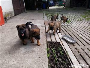 Vand ciobanesc belgian(malinois)!! - imagine 2