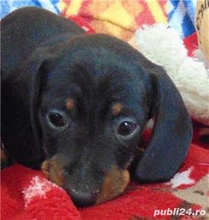 Vand teckel(femele&masculi) tekel techel!! - imagine 2