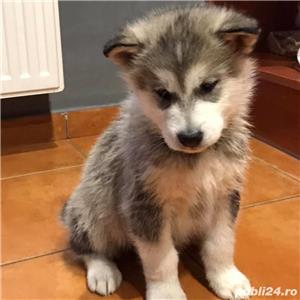 Vand malamut de Alaska!! - imagine 2 Vand malamut de Alaska!! - imagine 2