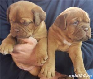 Vand dog de bordeaux!! - imagine 2 Vand dog de bordeaux!! - imagine 2