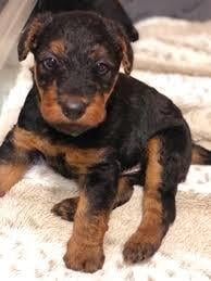 Vand airedale terrier