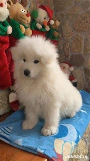Vand pui samoyed