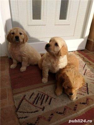 Pui golden retriver retriever  - imagine 2 Pui golden retriver retriever  - imagine 2