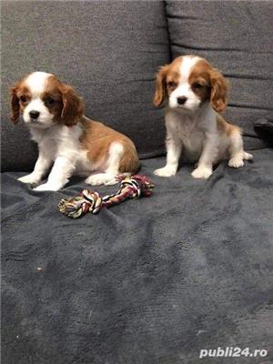 Cavalier king charles spaniel poze reale  - imagine 1