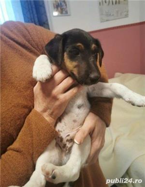 Vand foxterrier/fox terrier!! - imagine 2 Vand foxterrier/fox terrier!! - imagine 2