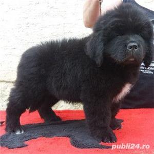 Pui terra nova/terranova negru si maro - imagine 3 Pui terra nova/terranova negru si maro - imagine 3