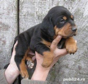 Pui copoi ardelenesc 