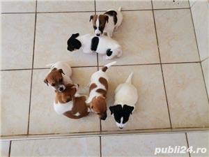 De vânzare  jack russell russel