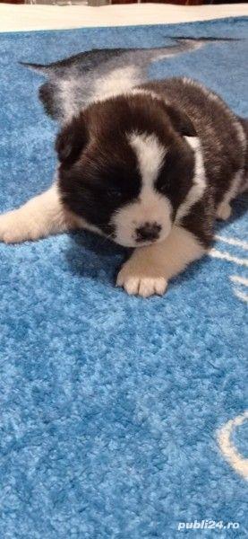 De vânzare akita american  - imagine 2