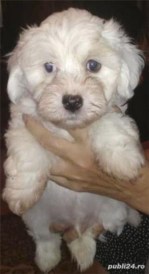 Pui de bichon havanez/havanese - imagine 4