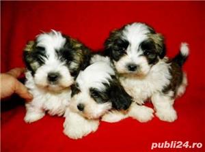 Pui de bichon havanez/havanese - imagine 3