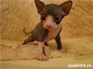 Vand sphinx/sfinx/sphynx!!