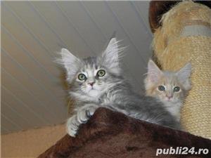 Vand maine/main coon!! - imagine 1