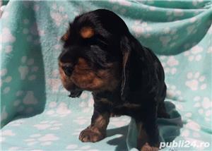 Vand pui de cocker coker spaniel spaniol diferite culori!! - imagine 3 Vand pui de cocker coker spaniel spaniol diferite culori!! - imagine 3
