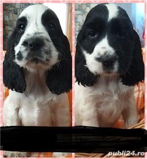 Vand pui de cocker coker spaniel spaniol diferite culori!! - imagine 4 Vand pui de cocker coker spaniel spaniol diferite culori!! - imagine 4