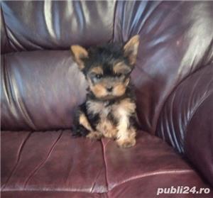 De vanzare yorki/yorkie/yorkshire terrier - imagine 2