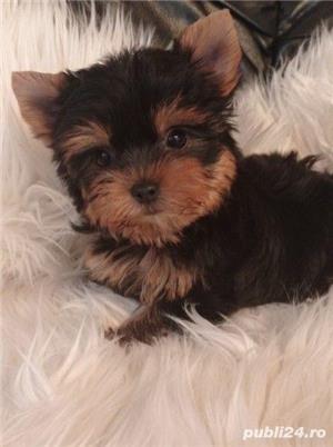 De vanzare yorki/yorkie/yorkshire terrier - imagine 1