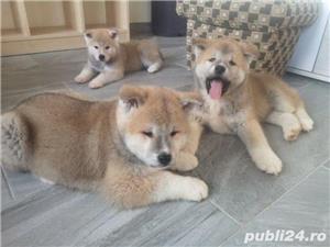 Pui de akita inu japonez - imagine 1