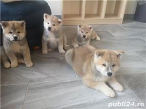 Pui de akita inu japonez - imagine 2 Pui de akita inu japonez - imagine 2