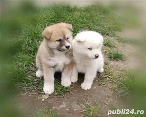 Pui de akita inu japonez - imagine 3 Pui de akita inu japonez - imagine 3