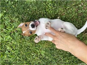 Vand catelusi Jack Russel Terrier - imagine 6