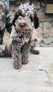 Vand pui de lagotto romagnolo - imagine 2 Vand pui de lagotto romagnolo - imagine 2
