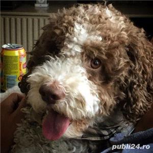 Vand pui de lagotto romagnolo - imagine 3 Vand pui de lagotto romagnolo - imagine 3
