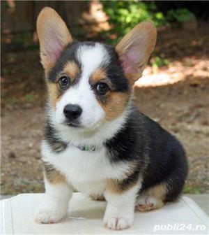 Vand welsh pembroke corgi - imagine 6
