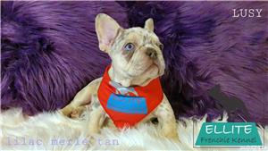Bulldog Francez - Ellite Kennel, Lilac Merle Tan, Blue Merle Tan, Lilac Tan Isabella carrier - sale  - imagine 5