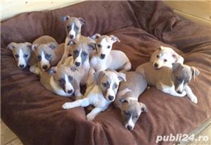 Vand pui de ogar - imagine 2