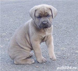 Vand cane corso!! - imagine 3