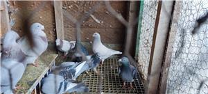 porumbei voiajori - imagine 4