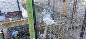 porumbei voiajori - imagine 2